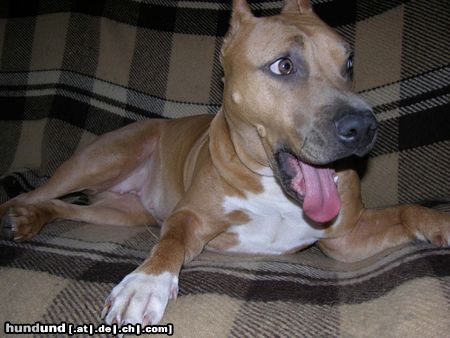American Staffordshire Terrier Hunde Foto 10563 American Staffordshire Terrier Nika