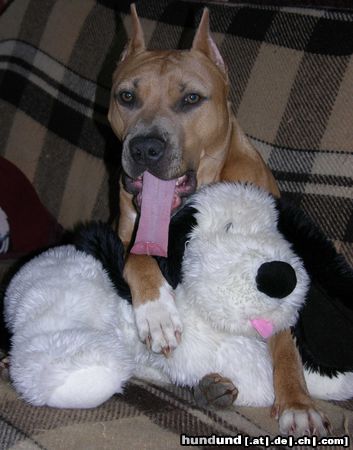 American Staffordshire Terrier