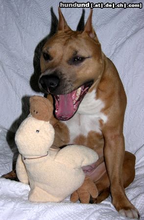 American Staffordshire Terrier Hunde Foto 10959 American Staffordshire Terrier