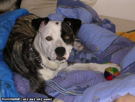American Staffordshire Terrier Hunde Foto 21812 in höherer Auflösung ansehen American Staffordshire Terrier AmStaff