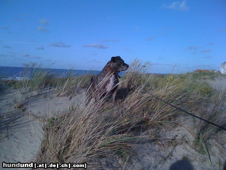 American Staffordshire Terrier apollo im urlaub belgien