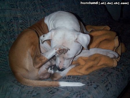 American Staffordshire Terrier Hunde Foto 13354 American Staffordshire Terrier Barkley und Pepper (Ratte)