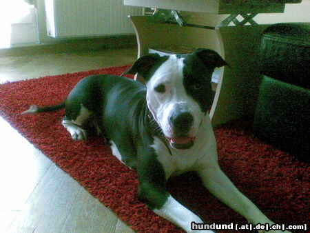 American Staffordshire Terrier Lausmädl