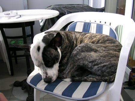 American Staffordshire Terrier Hunde Foto 29927 in höherer Auflösung ansehen American Staffordshire Terrier Lea beim Sonne tanken