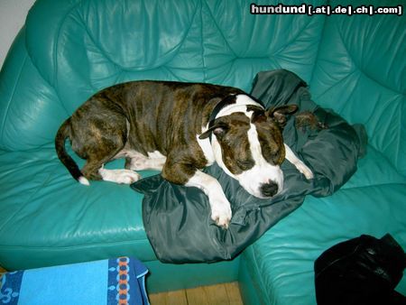 American Staffordshire Terrier Hunde Foto 19031 in höherer Auflösung ansehen American Staffordshire Terrier Sofapoteto