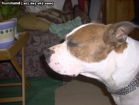 American Staffordshire Terrier Henry aus Essling heisser Sommer 2003