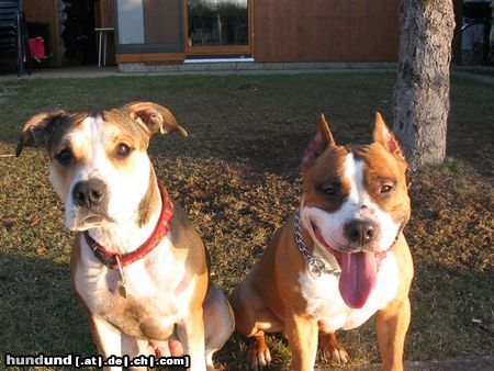 American Staffordshire Terrier Hunde Foto 17993 in höherer Auflösung ansehen American Staffordshire Terrier Aisha & Mexx