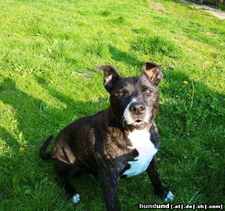 American Staffordshire Terrier Hero -16 Jahre