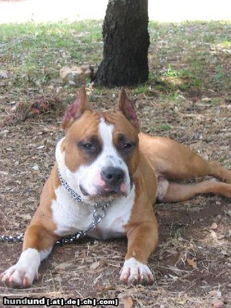 American Staffordshire Terrier Hunde Foto 12401 American Staffordshire Terrier Mexx