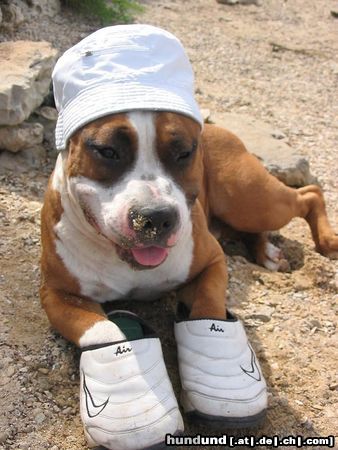 American Staffordshire Terrier böser Kampfhund, oder? *g*
