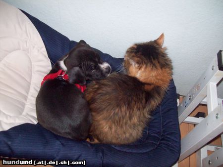 American Staffordshire Terrier Akira schläft in der Babywippe mit der Mietze