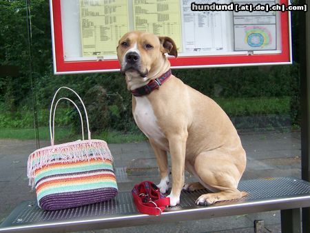 American Staffordshire Terrier Hunde Foto 18441 in höherer Auflösung ansehen American Staffordshire Terrier Auf dem Weg ins Büro