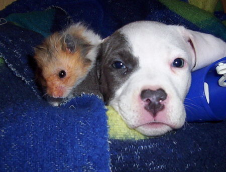 American Staffordshire Terrier Hunde Foto 28518 in höherer Auflösung ansehen American Staffordshire Terrier suchen neue freunde (Berlin)