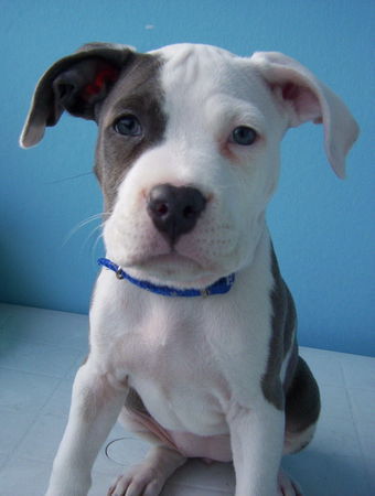 American Staffordshire Terrier Hunde Foto 28421 in höherer Auflösung ansehen American Staffordshire Terrier kleine Prinzessin