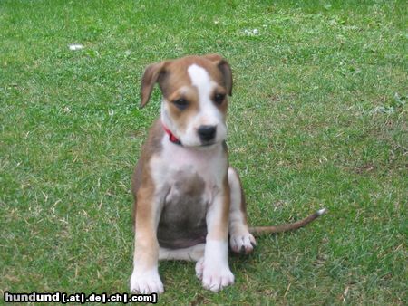 American Staffordshire Terrier Aisha aus Himberg