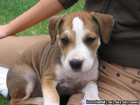 American Staffordshire Terrier Aisha aus Himberg