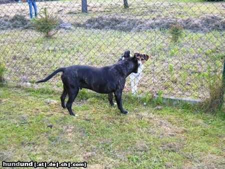 American Staffordshire Terrier Hero 