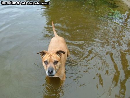 American Staffordshire Terrier Lea - 15 Jahre