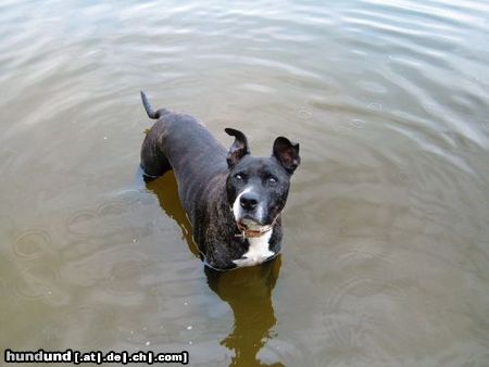 American Staffordshire Terrier Hero 