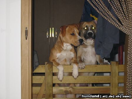 American Staffordshire Terrier Hunde Foto 10593 American Staffordshire Terrier Brutus und Rudi