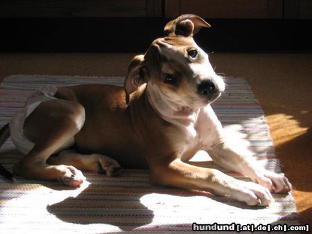 American Staffordshire Terrier Aisha mit Blasenentzündung :-(