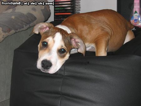 American Staffordshire Terrier Hundemüde