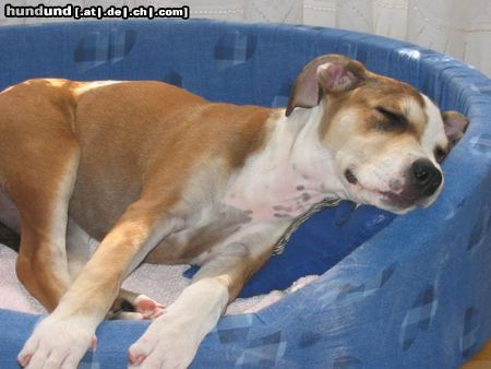American Staffordshire Terrier Aisha sooo müde