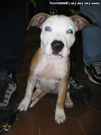 American Staffordshire Terrier Aisha's Schwester Ayla