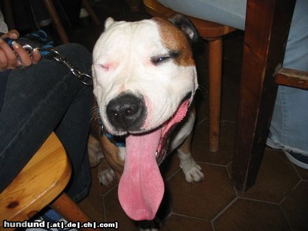 American Staffordshire Terrier