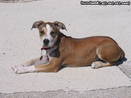American Staffordshire Terrier Aisha beim wandern am Hirschenkogl