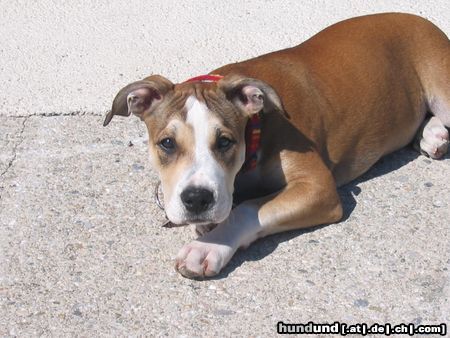 American Staffordshire Terrier Aisha beim wandern am Hirschenkogl