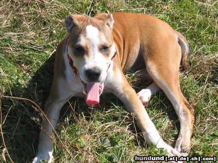 American Staffordshire Terrier Aisha beim wandern am Hirschenkogl