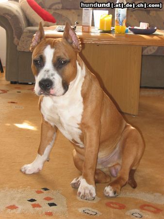 American Staffordshire Terrier Hunde Foto 9278 American Staffordshire Terrier Mexx