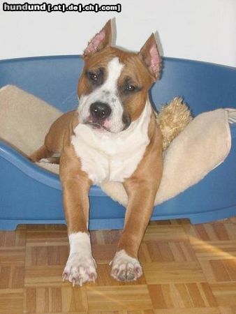 American Staffordshire Terrier Hunde Foto 9277 American Staffordshire Terrier Unser Schnucki
