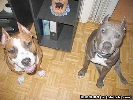 American Staffordshire Terrier Hunde Foto 9276 American Staffordshire Terrier Mexx mit seinen Kumpel Blue