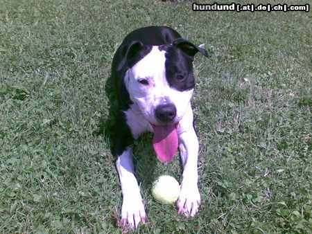 American Staffordshire Terrier Amy