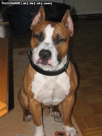 American Staffordshire Terrier Hunde Foto 9401 American Staffordshire Terrier Mexx 26.02.04