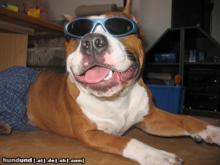 American Staffordshire Terrier Hunde Foto 9743 American Staffordshire Terrier Mexx