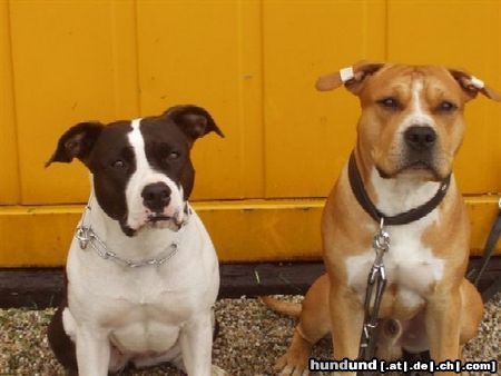 American Staffordshire Terrier Brutus und Kisha