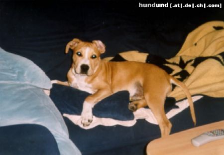 American Staffordshire Terrier Hunde Foto 10093 American Staffordshire Terrier Bin ich nicht jetzt hübsch