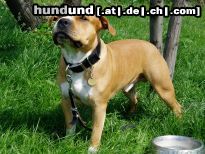 American Staffordshire Terrier Hunde Foto 21052 in höherer Auflösung ansehen American Staffordshire Terrier Brutus