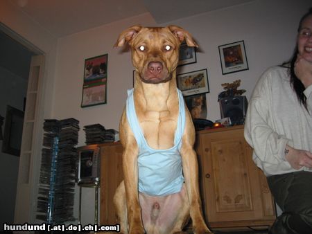 American Staffordshire Terrier Hunde Foto 14582 American Staffordshire Terrier Ab ins Training!