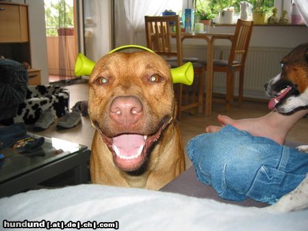 American Staffordshire Terrier Hunde Foto 14581 American Staffordshire Terrier SHREK III
