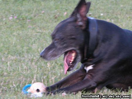 American Staffordshire Terrier Hunde Foto 25313 American Staffordshire Terrier