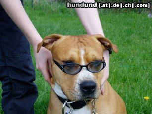 American Staffordshire Terrier Hunde Foto 21053 in höherer Auflösung ansehen American Staffordshire Terrier Brutus