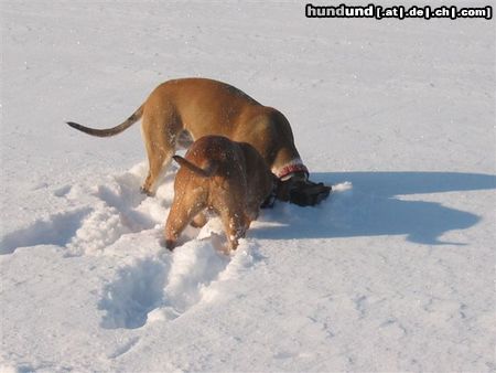 American Staffordshire Terrier Hunde Foto 8017 American Staffordshire Terrier ...wo ist das Mausi?