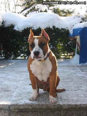 American Staffordshire Terrier Hunde Foto 8016 American Staffordshire Terrier Unser Mexxchen