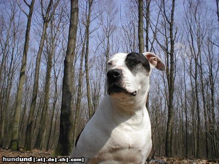 American Staffordshire Terrier Hunde Foto 21408 in höherer Auflösung ansehen American Staffordshire Terrier staffmimik 1