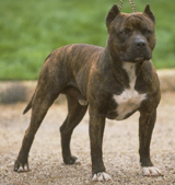 American Staffordshire Terrier