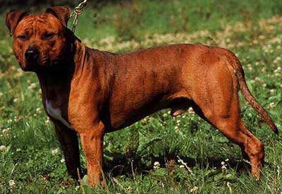 American Staffordshire Terrier